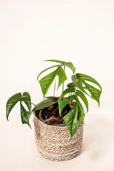 Amydrium medium spp. West Java "Salaka"